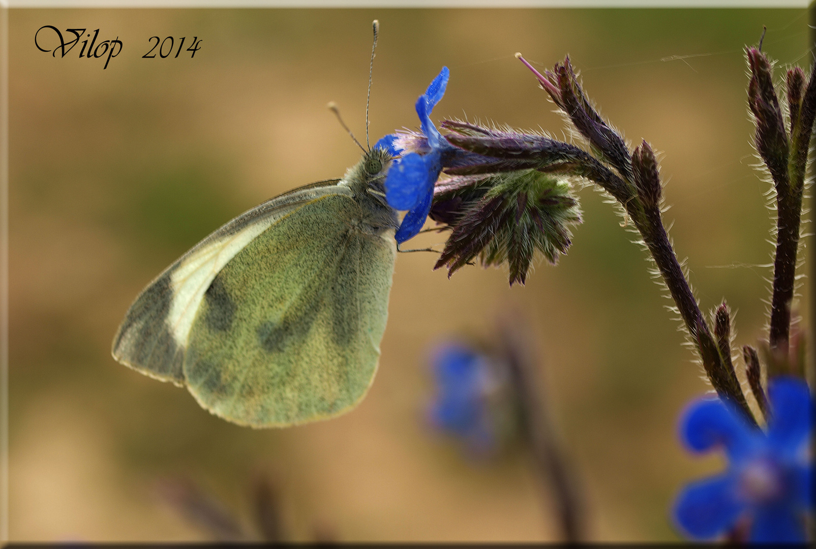 MARIPOSA EN FLOR AZUL