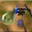 MARIPOSA EN FLOR AZUL