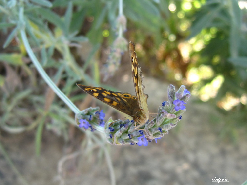 MARIPOSA EN FLOR DE ROMERO