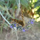 MARIPOSA EN FLOR DE ROMERO