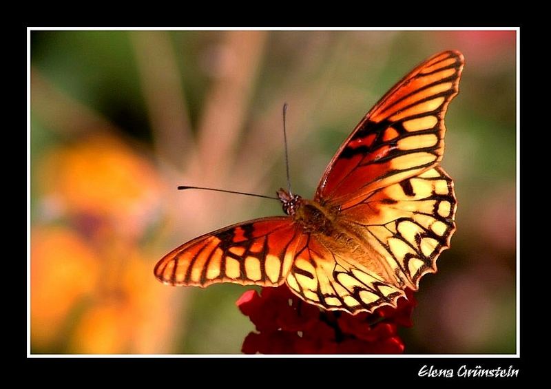 Mariposa en flor