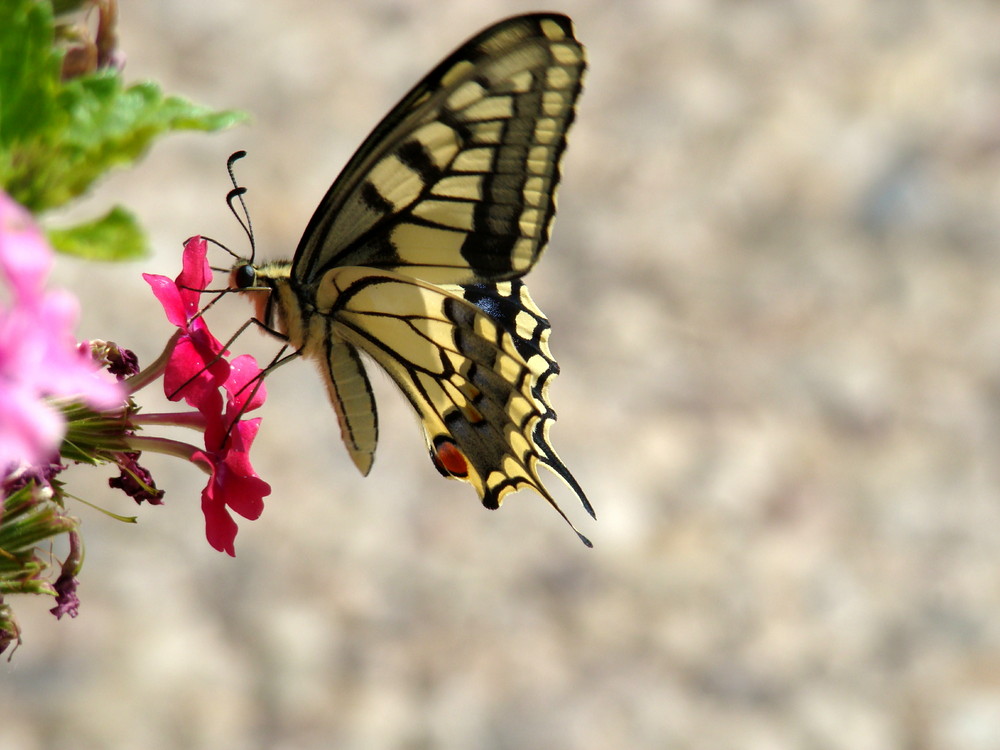 Mariposa en jardinera