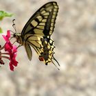 Mariposa en jardinera