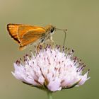 mariposa en la flor