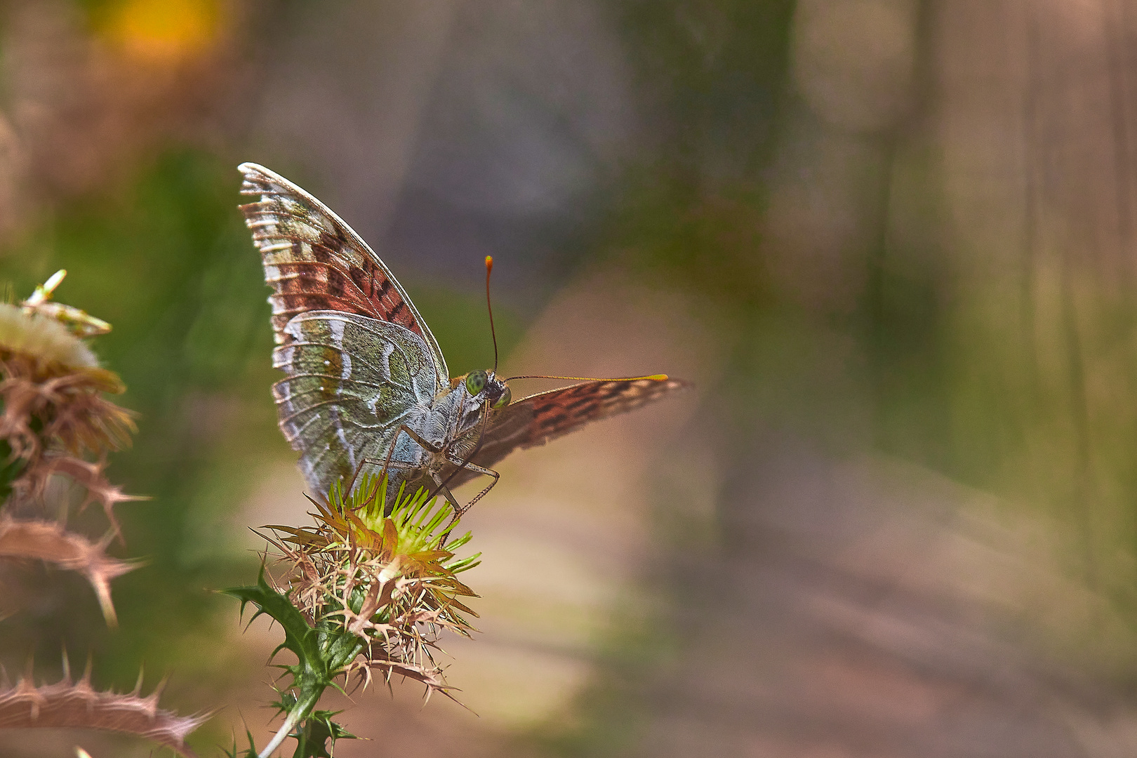 Mariposa  en la flor