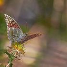 Mariposa  en la flor