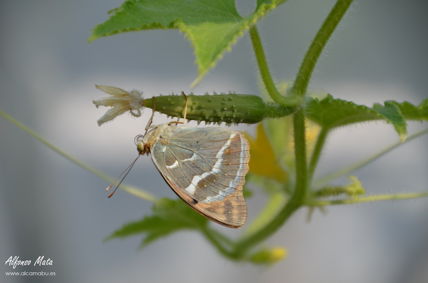 Mariposa en la huerta. Pandoriana pandora