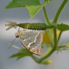 Mariposa en la huerta. Pandoriana pandora