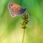 Mariposa en la pradera. (Coenonympha.pamphilus)