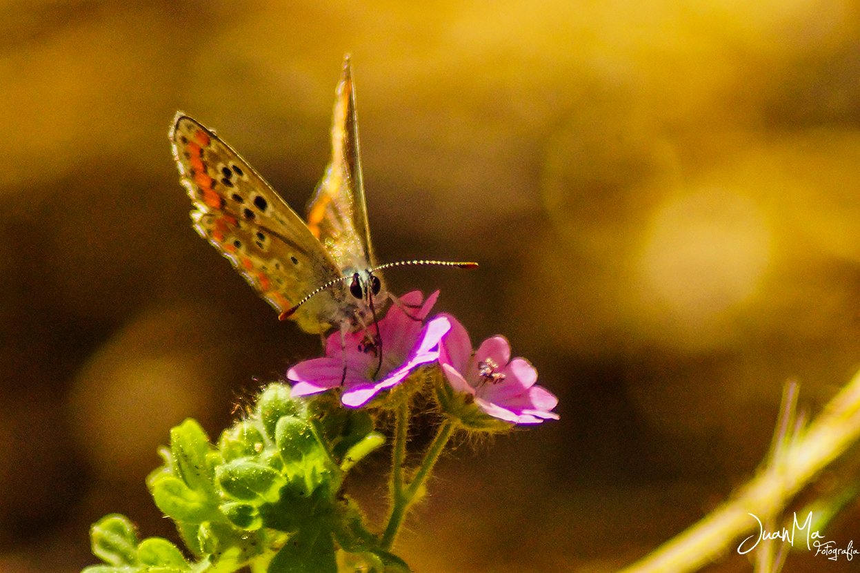 Mariposa en libertad.