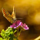 Mariposa en libertad.