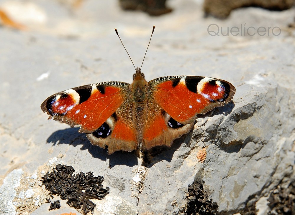 Mariposa en los Montes de León