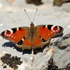 Mariposa en los Montes de León