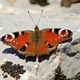 Mariposa en los Montes de Len