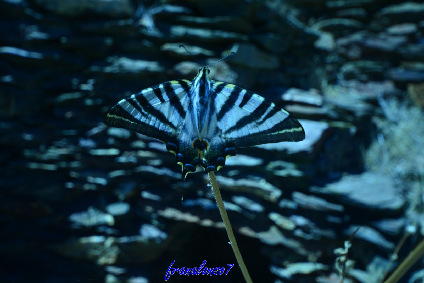 Mariposa en Los Montes de San Benito... Cerro de Andevalo