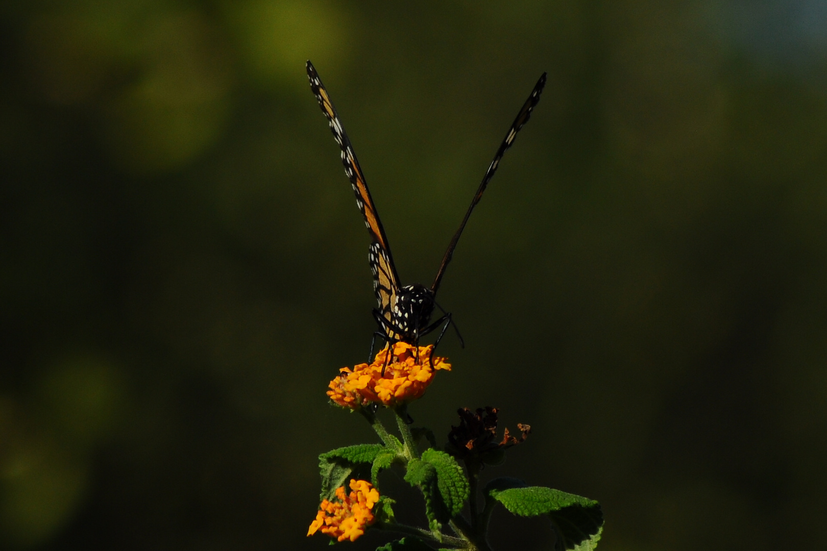 mariposa en mi jardin