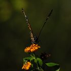 mariposa en mi jardin