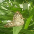 Mariposa en mi Jardin
