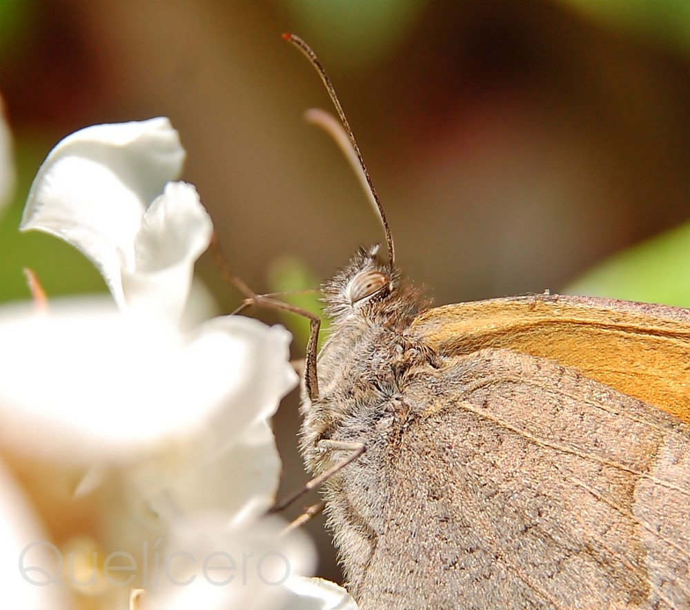 Mariposa en mis jazmines(detalle)