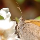 Mariposa en mis jazmines(detalle)