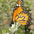 Mariposa en Plaza Moreno, Ciudad de La Plata, Buenos Aires