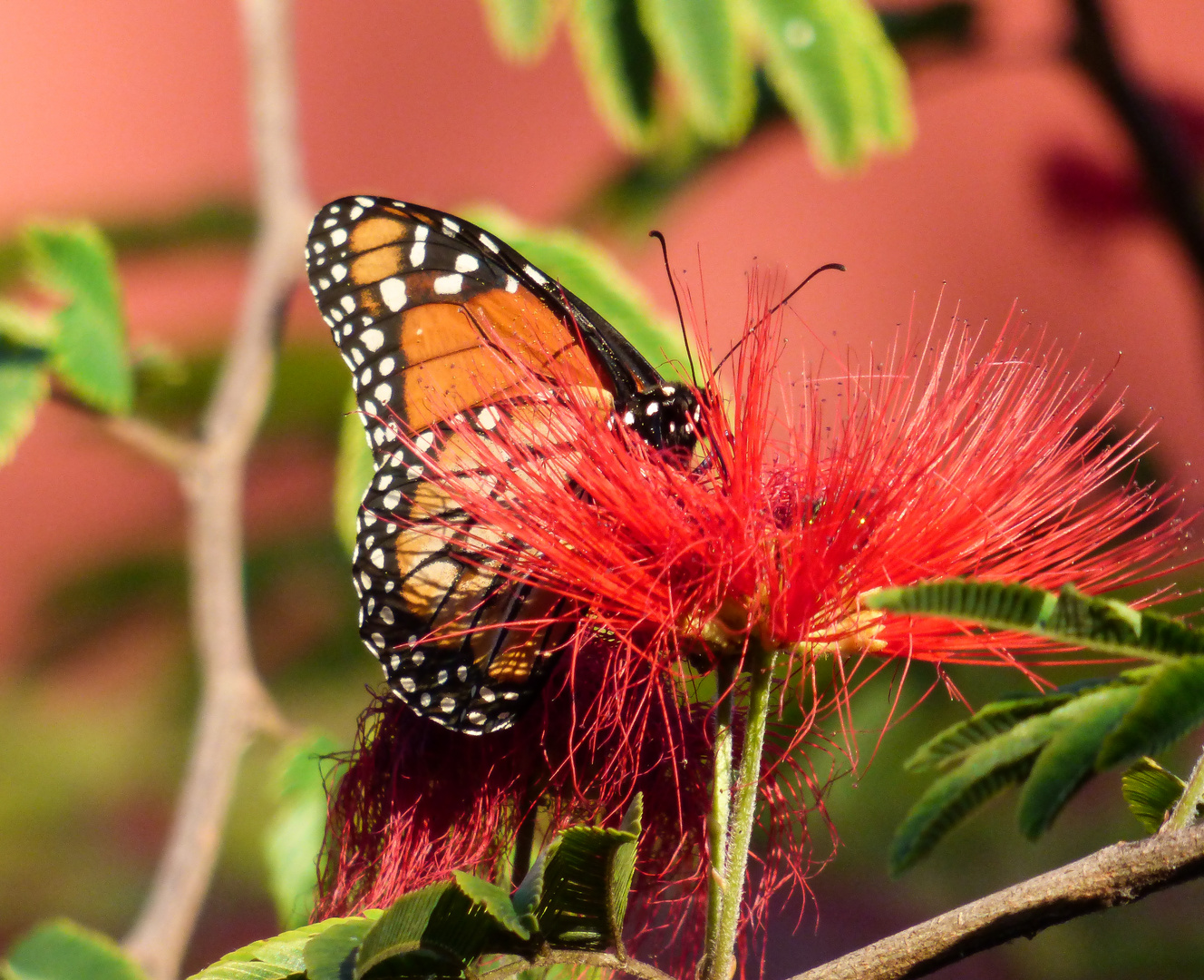 Mariposa en plumerillo