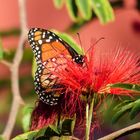 Mariposa en plumerillo