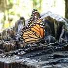 Mariposa en un tronco