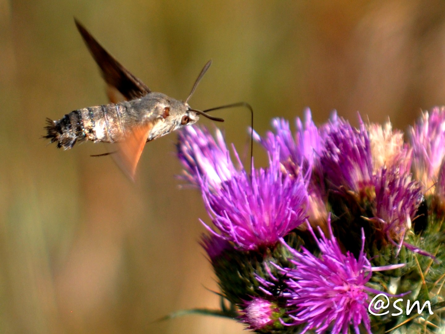 Mariposa esfinge