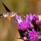 Mariposa esfinge