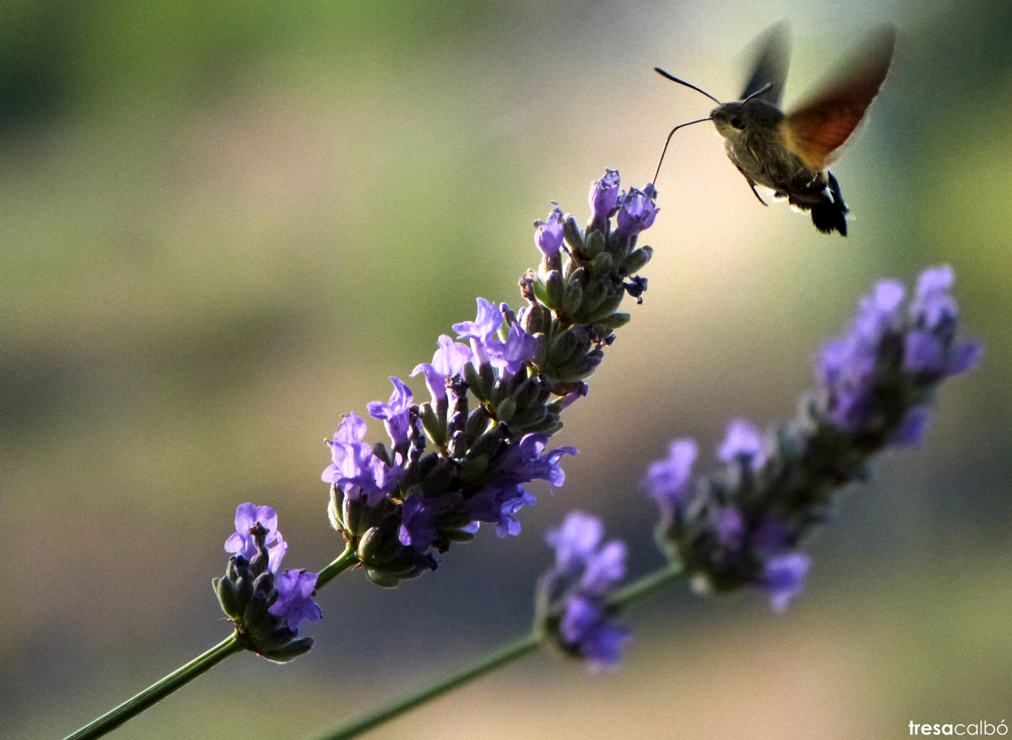 mariposa esfinge colibrí