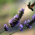 mariposa esfinge colibrí