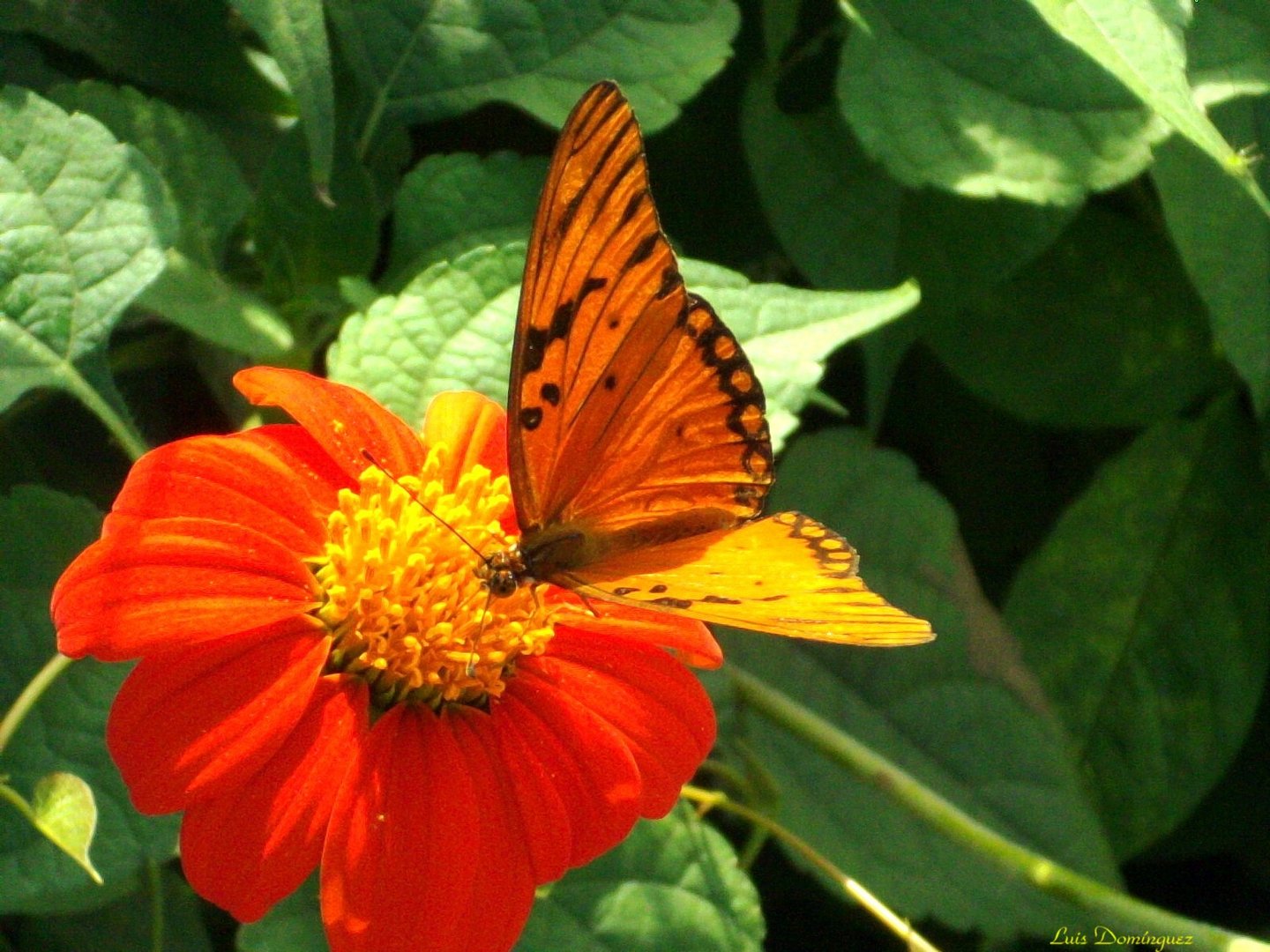 Mariposa Espejito