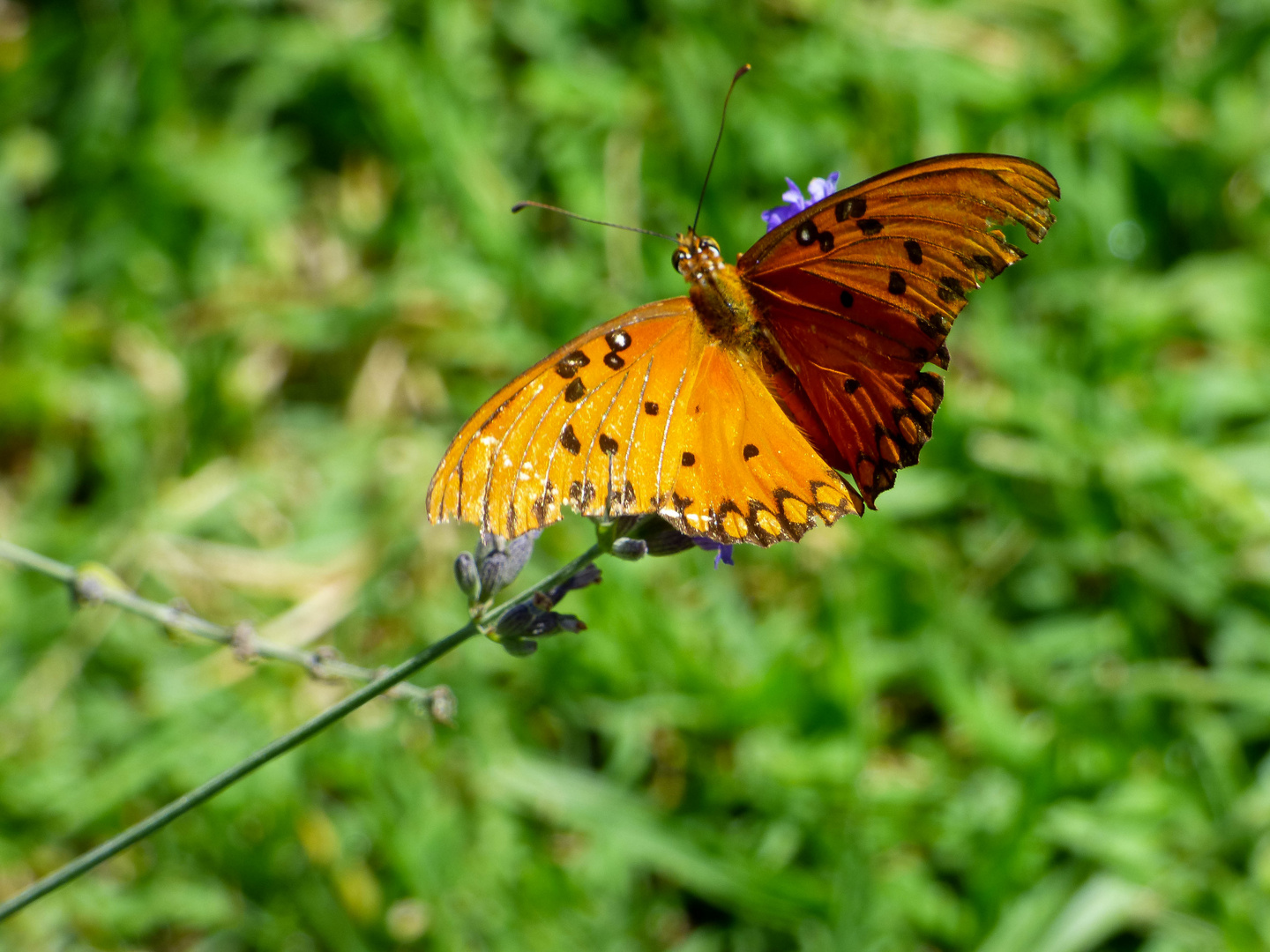 Mariposa: Espejito