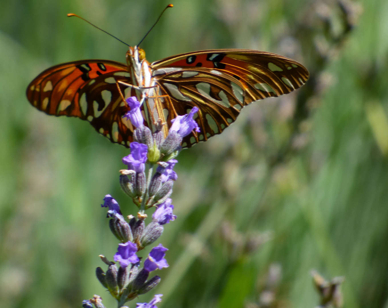 Mariposa: Espejito 