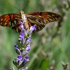 Mariposa: Espejito 