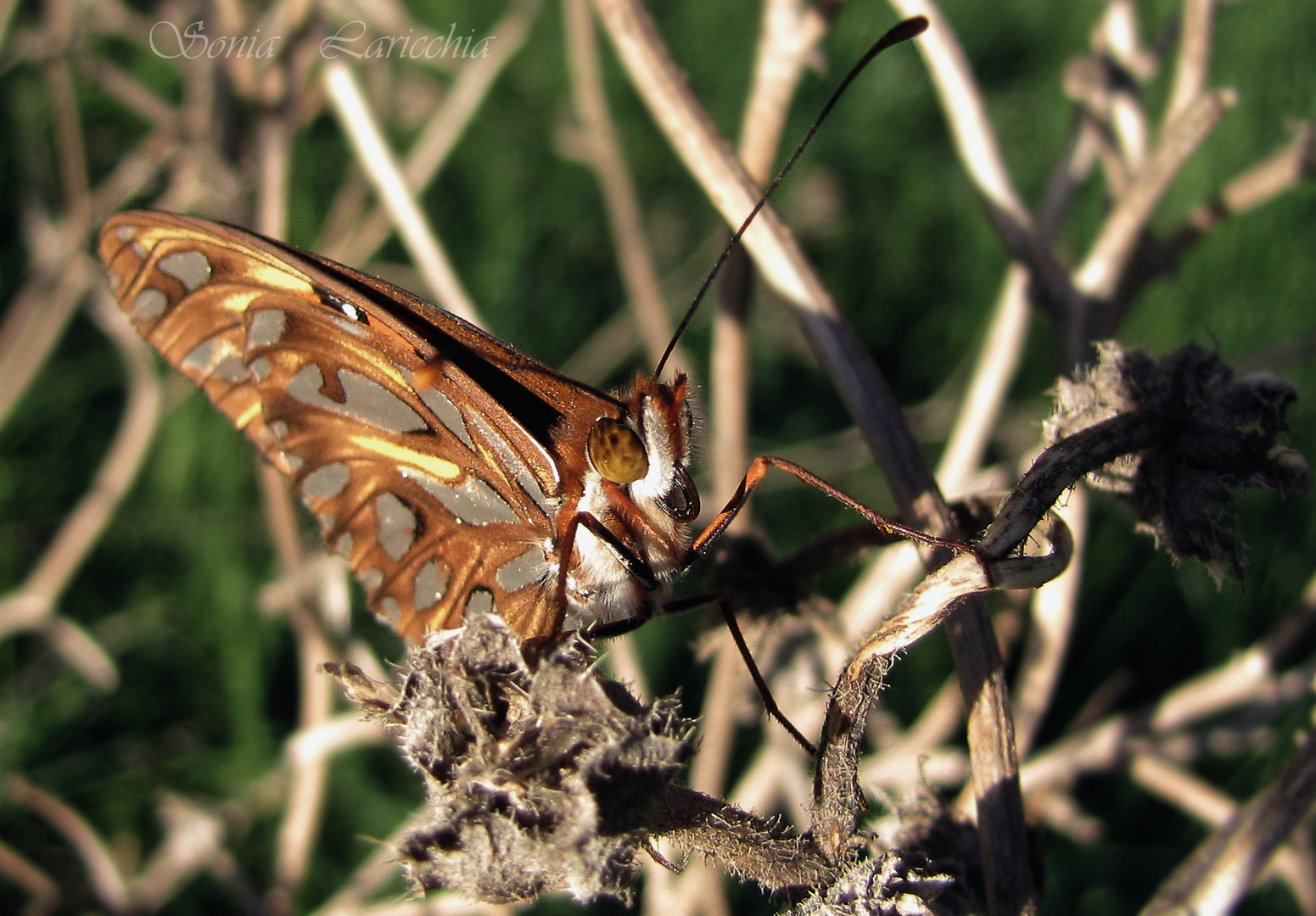 Mariposa espejito