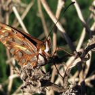 Mariposa espejito