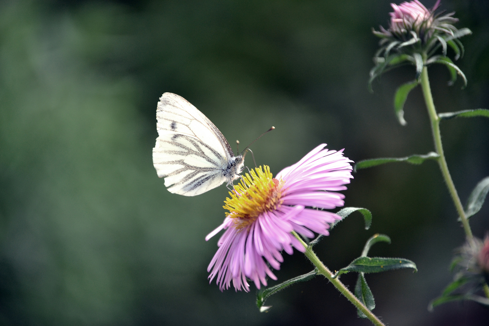 Mariposa