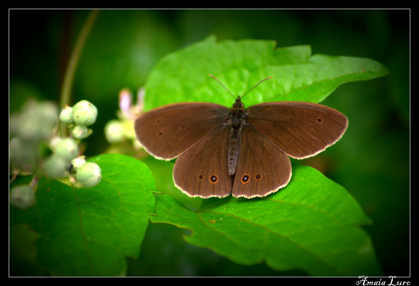 mariposa