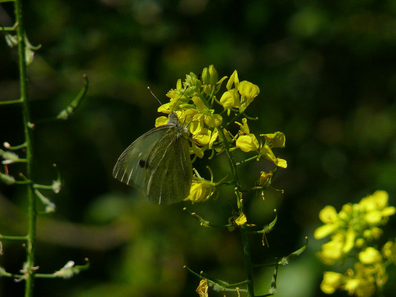 Mariposa ( Farfalla)