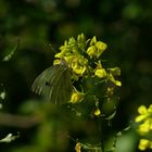 Mariposa ( Farfalla)