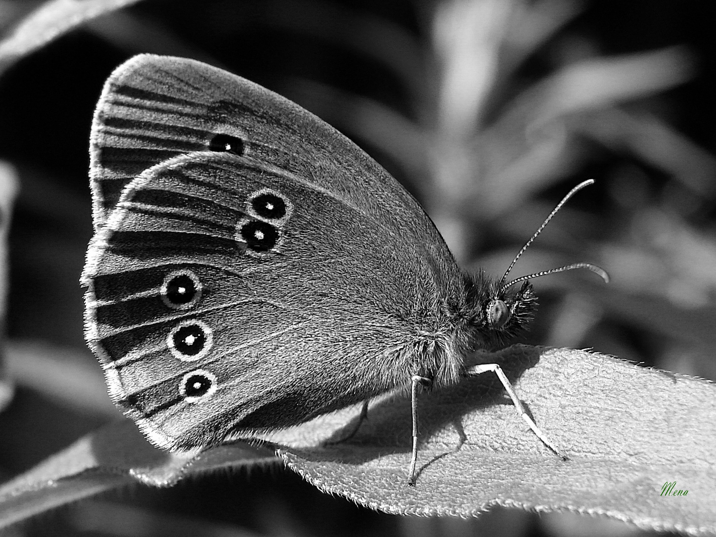 Mariposa