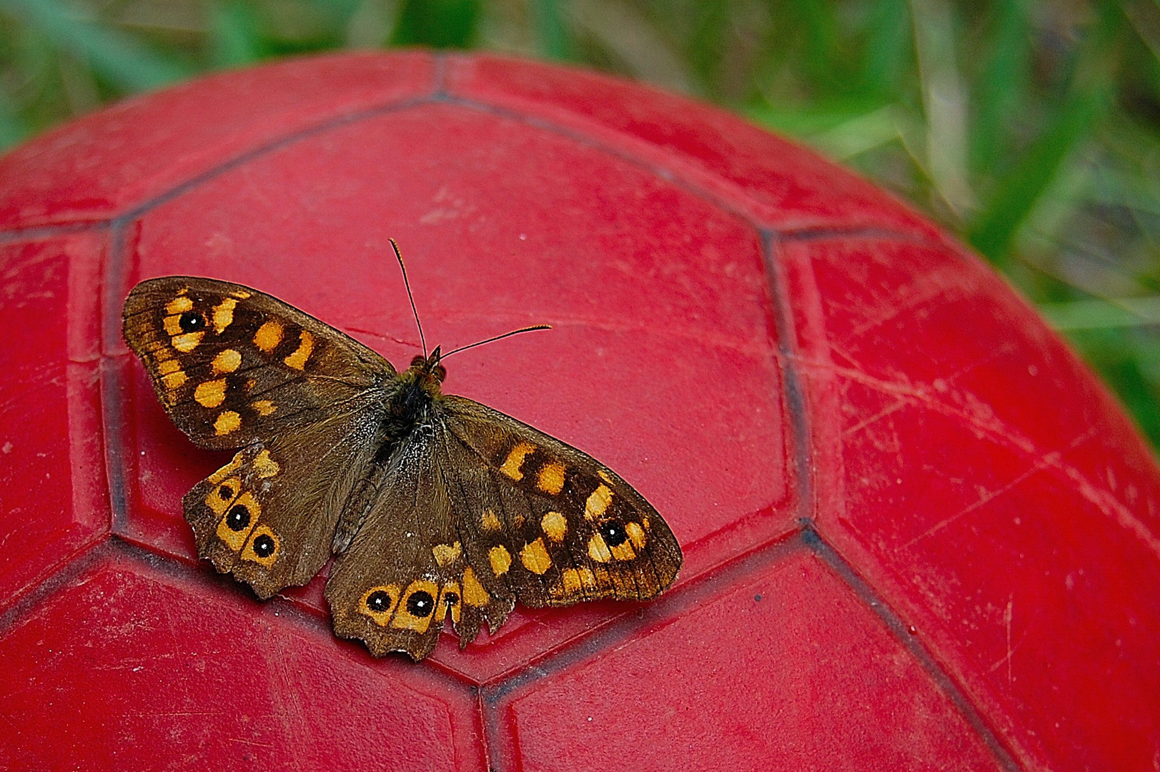 Mariposa futbolera