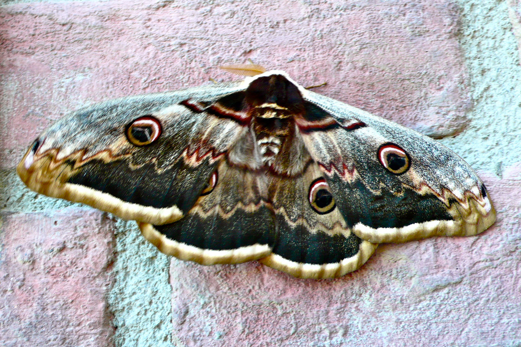 Mariposa gigante