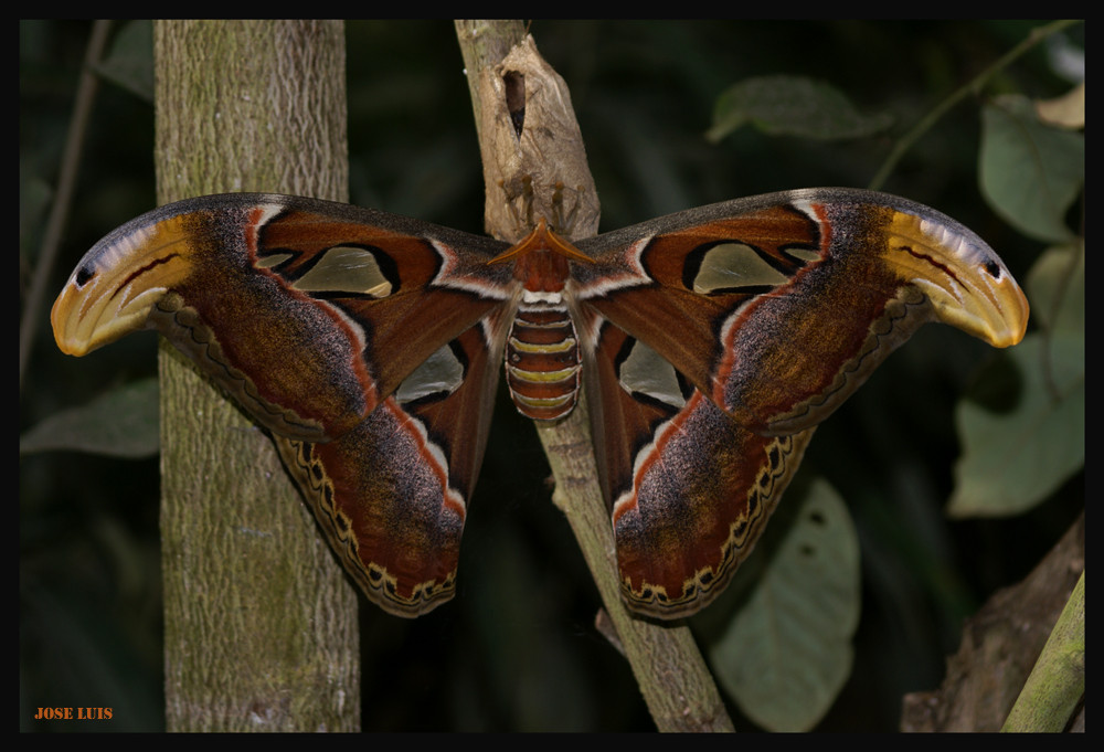 MARIPOSA GIGANTE