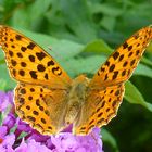 Mariposa gigante