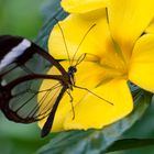 Mariposa Greta Oto