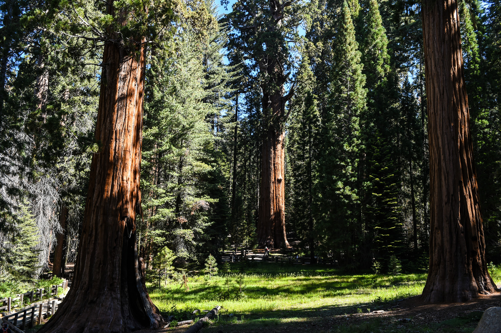 Mariposa Grove                             DSC_4624-2