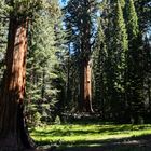 Mariposa Grove                             DSC_4624-2